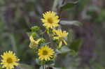 Wholeleaf rosinweed